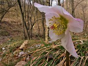 Al Pizzo Grande e al Monte Molinasco da Alino di S. Pellegrino il 16 marzo 2022-FOTOGALLERY